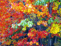 Fall Foliage In North Conway